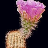Echinocereus reichenbachii baileyi ©JLcoll.1248.jpg